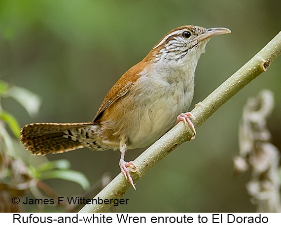 Rufous-and-white Wren - © James F Wittenberger and Exotic Birding LLC