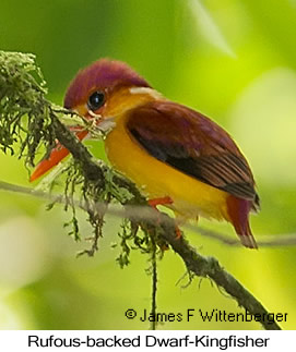 Rufous-backed Dwarf-Kingfisher - © James F Wittenberger and Exotic Birding LLC