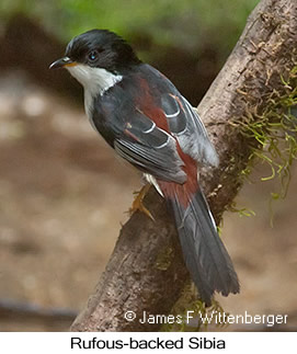 Rufous-backed Sibia - © James F Wittenberger and Exotic Birding LLC