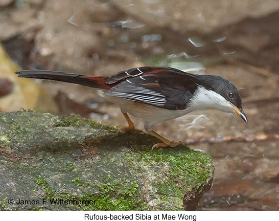 Rufous-backed Sibia - © James F Wittenberger and Exotic Birding LLC