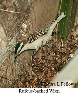 Russet-naped Wren - &copy; James F Wittenberger and Exotic Birding LLC