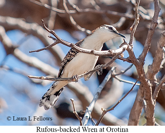 Russet-naped Wren - &copy; James F Wittenberger and Exotic Birding LLC