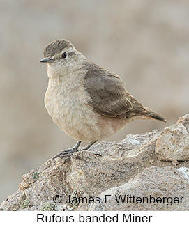Rufous-banded Miner - © James F Wittenberger and Exotic Birding LLC