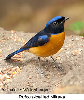 Rufous-bellied Niltava - © James F Wittenberger and Exotic Birding LLC