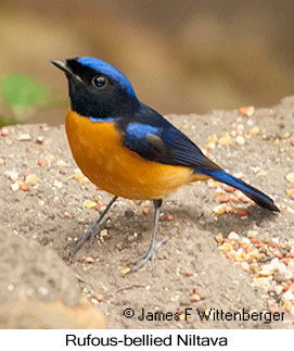 Rufous-bellied Niltava - © James F Wittenberger and Exotic Birding LLC