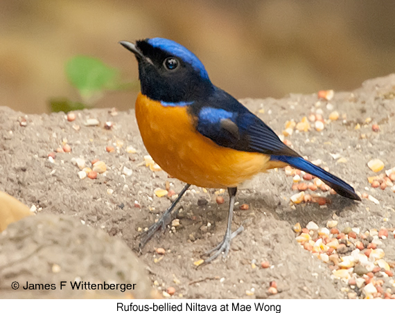 Rufous-bellied Niltava - © James F Wittenberger and Exotic Birding LLC