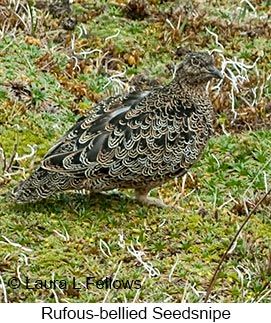 Rufous-bellied Seedsnipe - © Laura L Fellows and Exotic Birding LLC Rufous-bellied Seedsnipe - © Laura L Fellows and Exotic Birding LLC