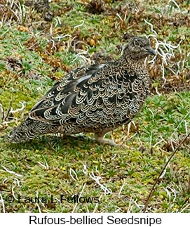 Rufous-bellied Seedsnipe - © Laura L Fellows and Exotic Birding LLC