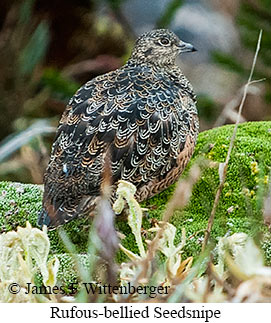 Rufous-bellied Seedsnipe - &copy; James F Wittenberger and Exotic Birding LLC