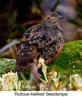 Rufous-bellied Seedsnipe - © Laura L Fellows and Exotic Birding LLC