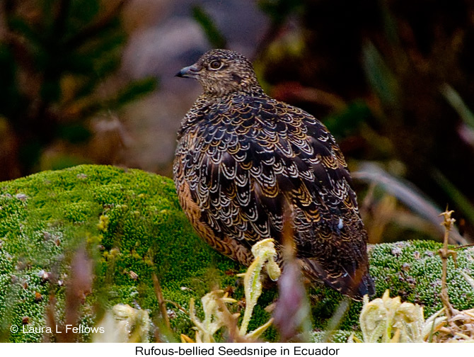 Rufous-bellied Seedsnipe - &copy; Laura L Fellows and Exotic Birding Tours