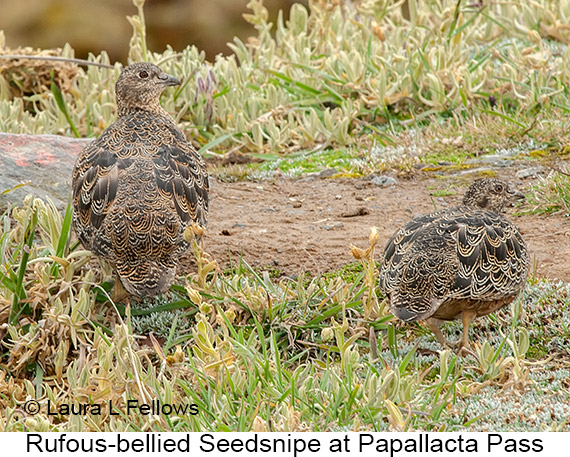 Rufous-bellied Seedsnipe - © James F Wittenberger and Exotic Birding LLC