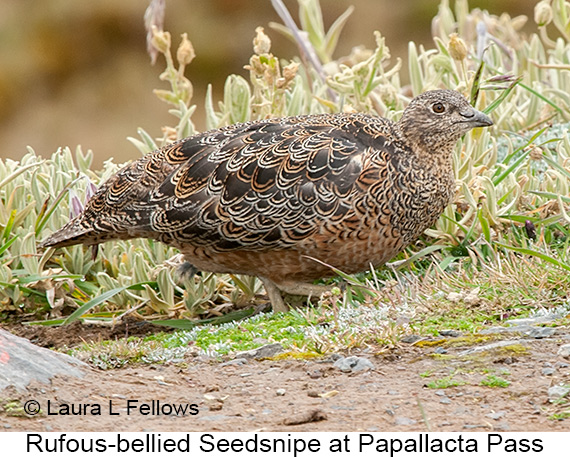 Rufous-bellied Seedsnipe - © James F Wittenberger and Exotic Birding LLC