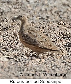 Rufous-bellied Seedsnipe - © James F Wittenberger and Exotic Birding LLC Rufous-bellied Seedsnipe - © James F Wittenberger and Exotic Birding LLC