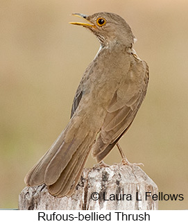 Rufous-bellied Thrush - © Laura L Fellows and Exotic Birding LLC