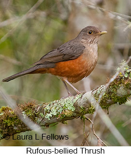 Rufous-bellied Thrush - © Laura L Fellows and Exotic Birding LLC