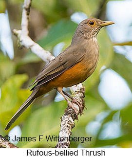 Rufous-bellied Thrush - © James F Wittenberger and Exotic Birding LLC