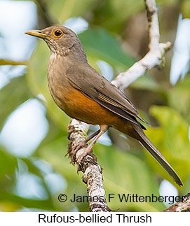 Rufous-bellied Thrush - © James F Wittenberger and Exotic Birding LLC