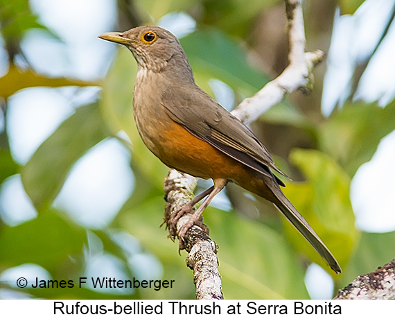 Rufous-bellied Thrush - © James F Wittenberger and Exotic Birding LLC