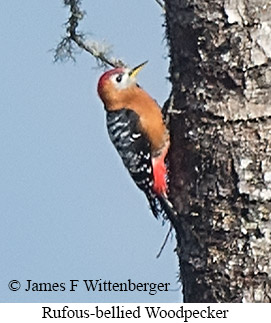 Rufous-bellied Woodpecker - © James F Wittenberger and Exotic Birding LLC