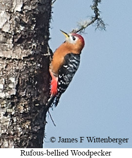 Rufous-bellied Woodpecker - © James F Wittenberger and Exotic Birding LLC Rufous-bellied Woodpecker - © James F Wittenberger and Exotic Birding LLC