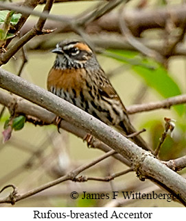 Rufous-breasted Accentor - © James F Wittenberger and Exotic Birding LLC