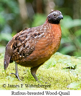 Rufous-breasted Wood-Quail - &copy; James F Wittenberger and Exotic Birding LLC