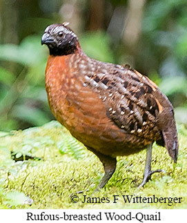 Rufous-breasted Wood-Quail - &copy; James F Wittenberger and Exotic Birding LLC