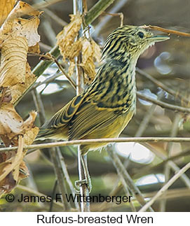 Rufous-breasted Wren - © James F Wittenberger and Exotic Birding LLC