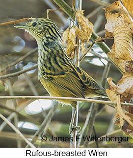 Rufous-breasted Wren - © James F Wittenberger and Exotic Birding LLC