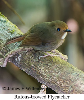 Rufous-browed Flycatcher - © James F Wittenberger and Exotic Birding LLC