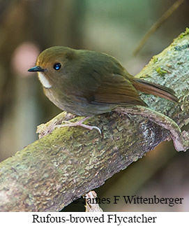 Rufous-browed Flycatcher - © James F Wittenberger and Exotic Birding LLC Rufous-browed Flycatcher - © James F Wittenberger and Exotic Birding LLC
