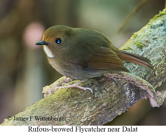 Rufous-browed Flycatcher - © James F Wittenberger and Exotic Birding LLC Rufous-browed Flycatcher - © James F Wittenberger and Exotic Birding LLC