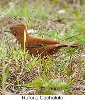 Rufous Cacholote - © Laura L Fellows and Exotic Birding LLC