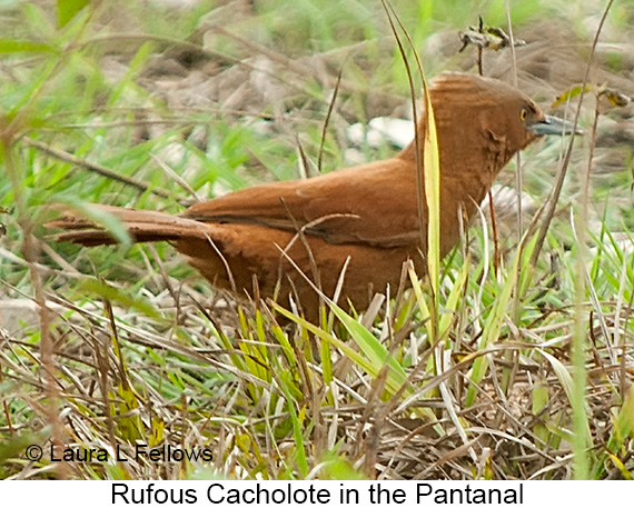 Rufous Cacholote - © Laura L Fellows and Exotic Birding LLC