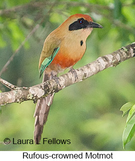 Rufous-capped Motmot - © Laura L Fellows and Exotic Birding LLC Rufous-capped Motmot - © Laura L Fellows and Exotic Birding LLC
