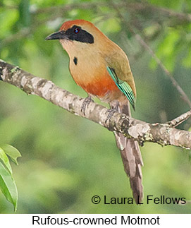 Rufous-capped Motmot - © Laura L Fellows and Exotic Birding LLC Rufous-capped Motmot - © Laura L Fellows and Exotic Birding LLC