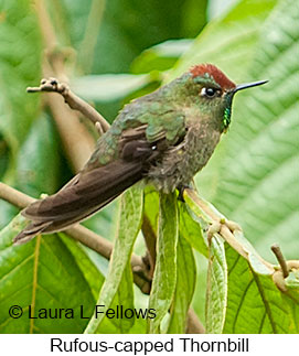 Rufous-capped Thornbill - © Laura L Fellows and Exotic Birding LLC