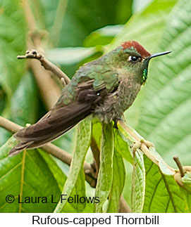 Rufous-capped Thornbill - © Laura L Fellows and Exotic Birding LLC Rufous-capped Thornbill - © Laura L Fellows and Exotic Birding LLC