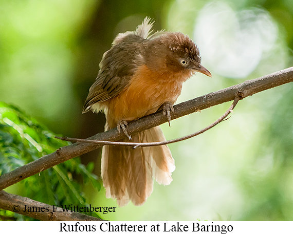 Rufous Chatterer - © James F Wittenberger and Exotic Birding LLC