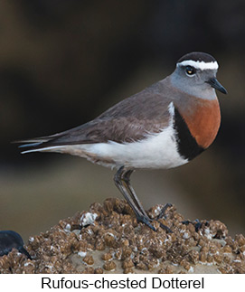 Rufous-chested Dotterel - Courtesy Argentina Wildlife Expeditions