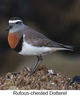 Rufous-chested Dotterel - Courtesy Argentina Wildlife Expeditions