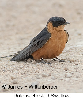Rufous-chested Swallow - © James F Wittenberger and Exotic Birding LLC Rufous-chested Swallow - © James F Wittenberger and Exotic Birding LLC