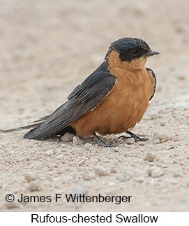 Rufous-chested Swallow - © James F Wittenberger and Exotic Birding LLC