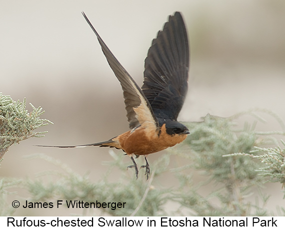 Rufous-chested Swallow - © James F Wittenberger and Exotic Birding LLC