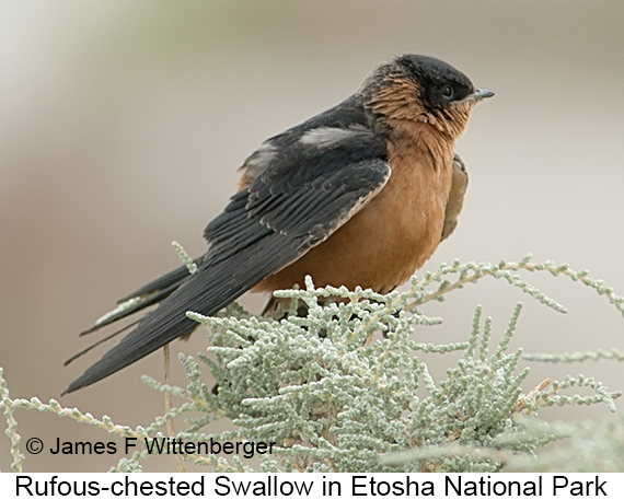 Rufous-chested Swallow - © James F Wittenberger and Exotic Birding LLC