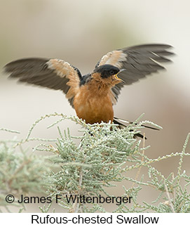 Rufous-chested Swallow - © James F Wittenberger and Exotic Birding LLC
