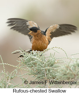 Rufous-chested Swallow - © James F Wittenberger and Exotic Birding LLC