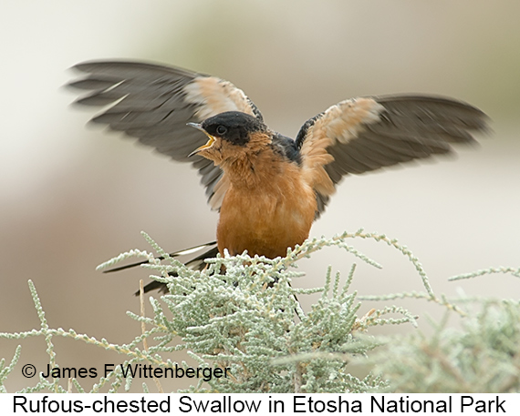 Rufous-chested Swallow - © James F Wittenberger and Exotic Birding LLC