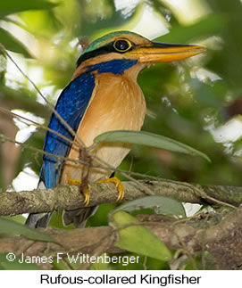 Rufous-collared Kingfisher - © James F Wittenberger and Exotic Birding LLC